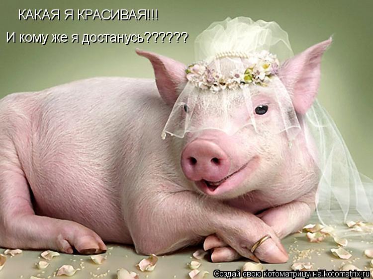 КАКАЯ Я КРАСИВАЯ!!! И кому же я достанусь??????... Котоматрица: КАКАЯ Я КРАСИВАЯ!!! И кому же я достанусь??????