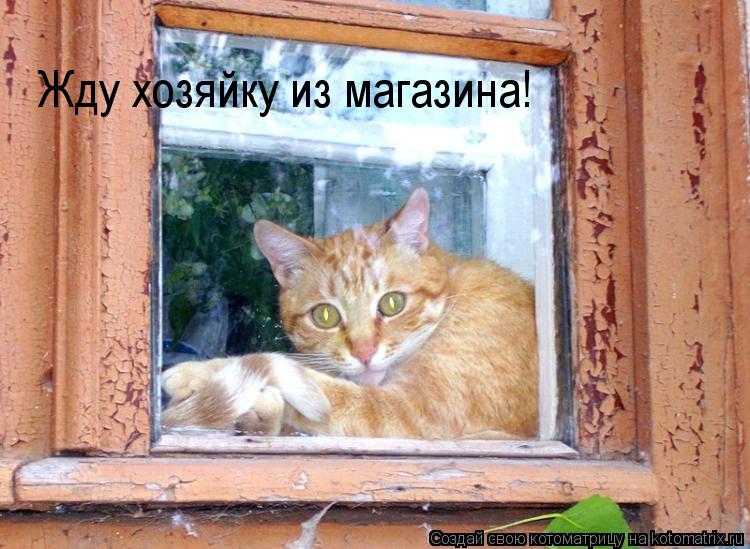 Жду хозяйку из магазина!... Котоматрица: Жду хозяйку из магазина!