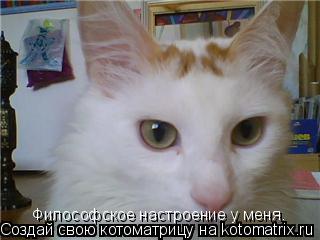 Философское настроение у меня.... Котоматрица: Философское настроение у меня.