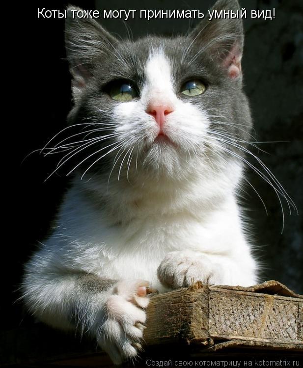 Коты тоже могут принимать умный вид!... Котоматрица: Коты тоже могут принимать умный вид!
