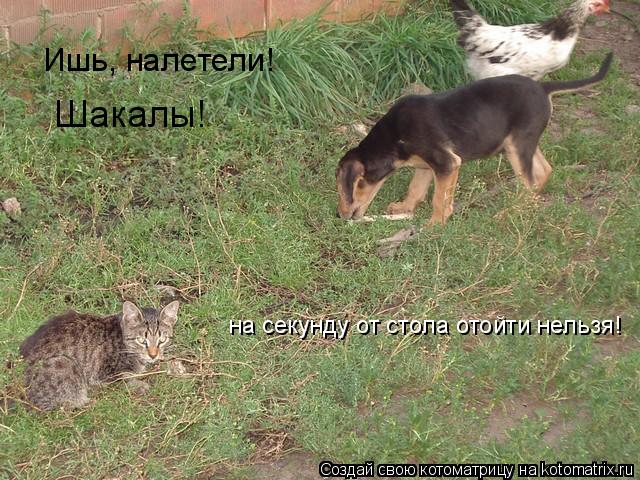 Ишь, налетели! Шакалы! на секунду от стола отойти нельзя!... Котоматрица: Ишь, налетели! Шакалы! на секунду от стола отойти нельзя!