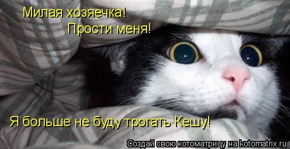 Милая хозяечка! Прости меня! Я больше не буду трогать Кешу!... Котоматрица: Милая хозяечка! Прости меня! Я больше не буду трогать Кешу!