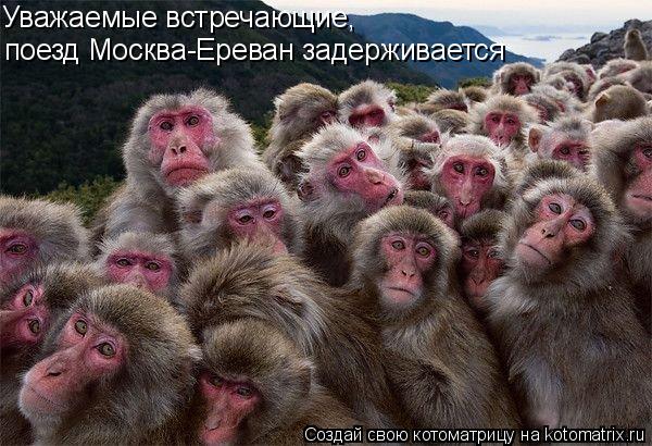 Уважаемые встречающие, поезд Москва-Ереван задерживается... Котоматрица: Уважаемые встречающие, поезд Москва-Ереван задерживается