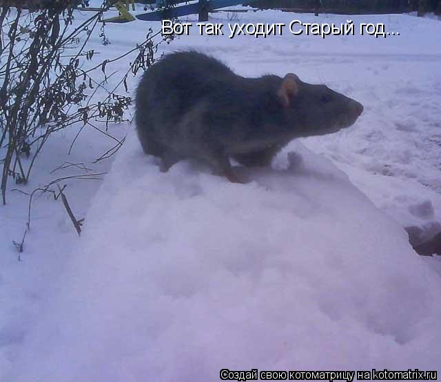 Вот так уходит Старый год...... Котоматрица: Вот так уходит Старый год...