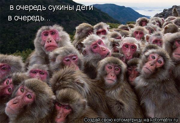 в очередь сукины дети в очередь...... Котоматрица: в очередь сукины дети в очередь...
