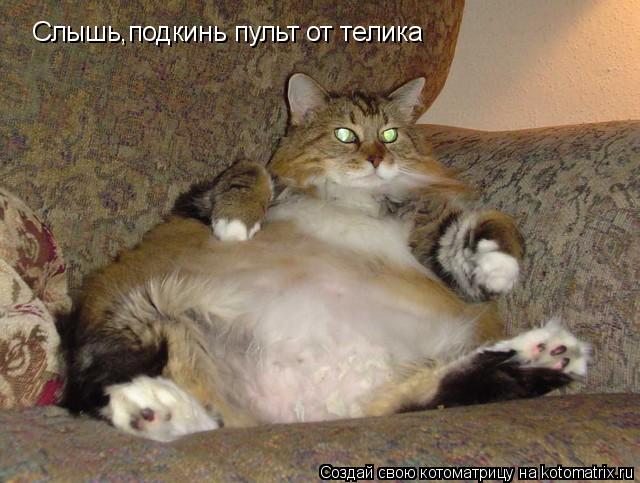 Слышь,подкинь пульт от телика... Котоматрица: Слышь,подкинь пульт от телика