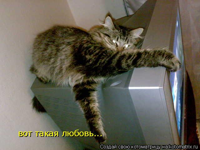 вот такая любовь...... Котоматрица: вот такая любовь...