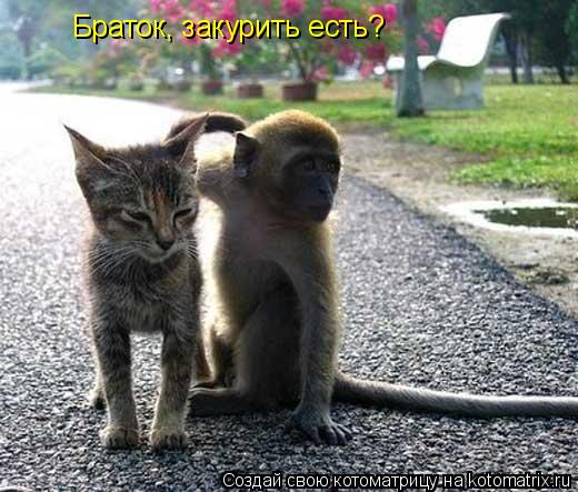 Браток, закурить есть?... Котоматрица: Браток, закурить есть?