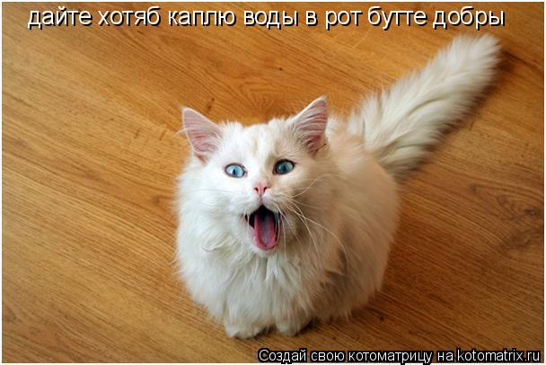 дайте хотяб каплю воды в рот бутте добры... Котоматрица: дайте хотяб каплю воды в рот бутте добры