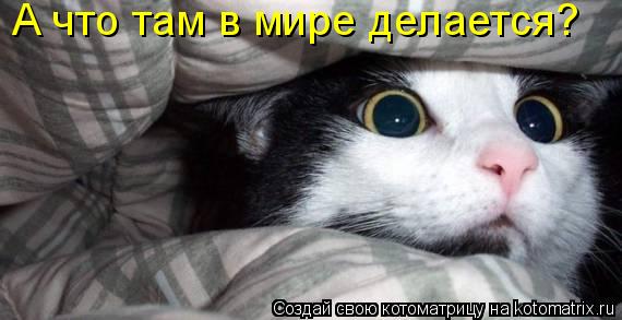 А что там в мире делается?... Котоматрица: А что там в мире делается?