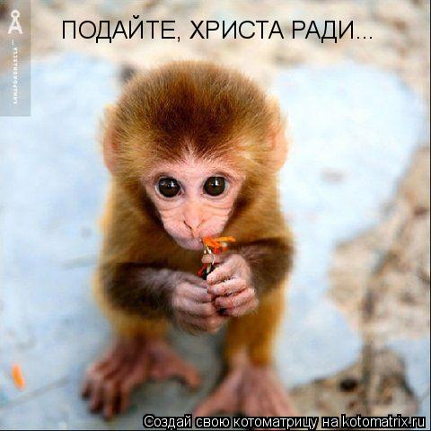 ПОДАЙТЕ, ХРИСТА РАДИ...... Котоматрица: ПОДАЙТЕ, ХРИСТА РАДИ...