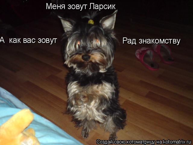 Меня зовут Ларсик Рад знакомству А как вас зовут... Котоматрица: Меня зовут Ларсик Рад знакомству А как вас зовут
