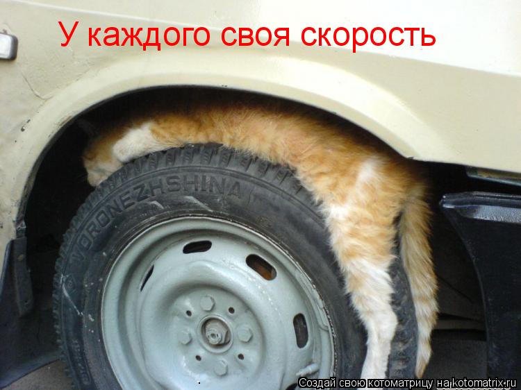 Котоматрица: У каждого своя скорость