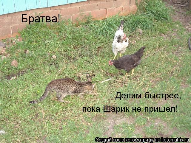 Братва! Делим быстрее, пока Шарик не пришел!... Котоматрица: Братва! Делим быстрее, пока Шарик не пришел!