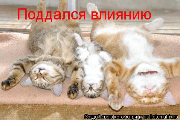 Поддался влиянию... Котоматрица: Поддался влиянию