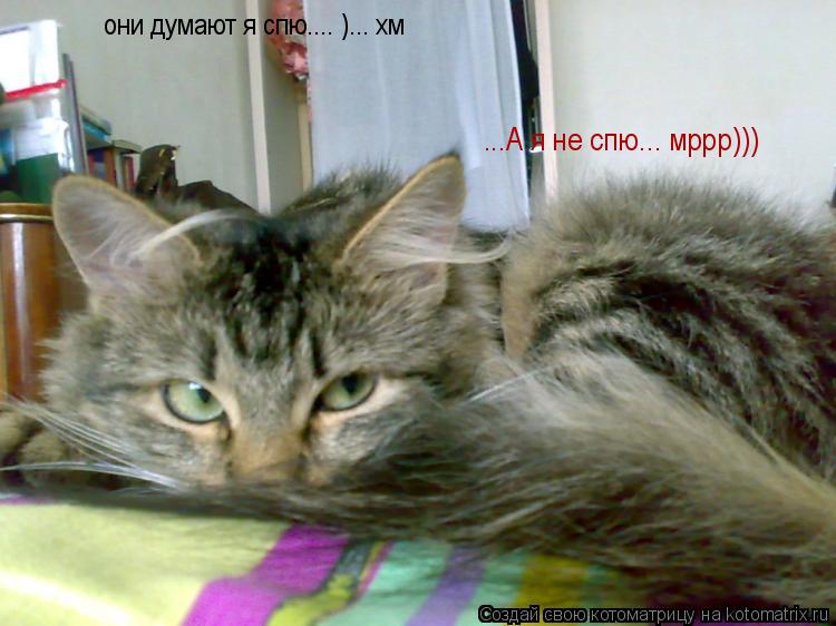 они думают я спю.... )... хм ...А я не спю... мррр)))... Котоматрица: они думают я спю.... )... хм ...А я не спю... мррр)))