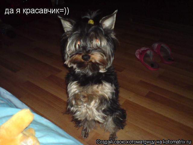 да я красавчик=))... Котоматрица: да я красавчик=))