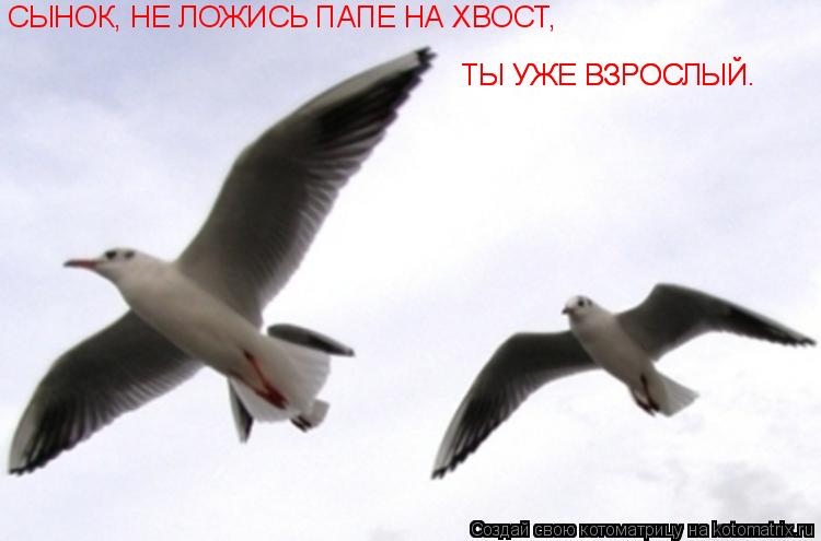 Котоматрица: СЫНОК, НЕ ЛОЖИСЬ ПАПЕ НА ХВОСТ, ТЫ УЖЕ ВЗРОСЛЫЙ. ТЫ УЖЕ ВЗРОСЛЫЙ.
