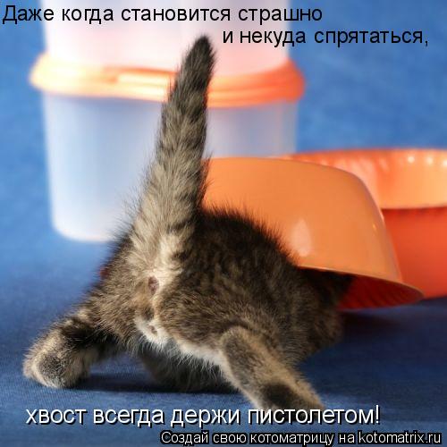 Даже когда становится страшно и некуда спрятаться, хвост всегда держи пистолетом!... Котоматрица: Даже когда становится страшно и некуда спрятаться, хвост всегда держи пистолетом!