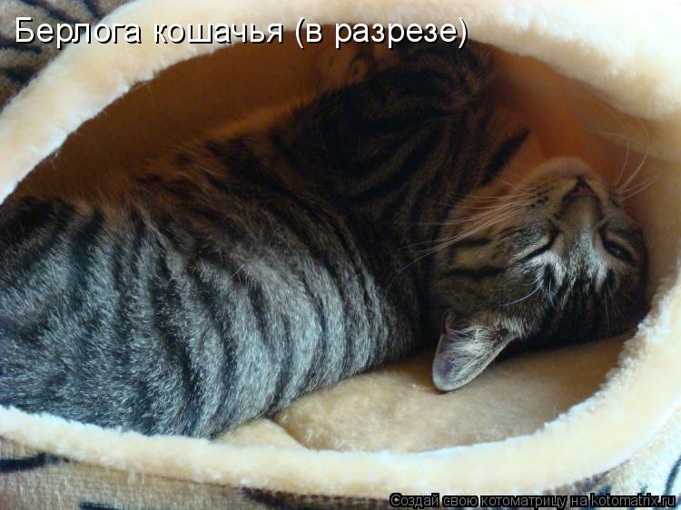Берлога кошачья (в разрезе)... Котоматрица: Берлога кошачья (в разрезе)