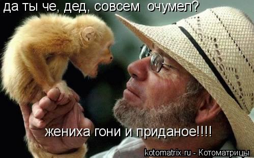 да ты че, дед, совсем очумел? жениха гони и приданое!!!!... Котоматрица: да ты че, дед, совсем очумел? жениха гони и приданое!!!!