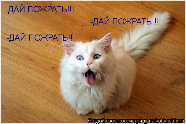 -ДАЙ ПОЖРАТЬ!!! -ДАЙ ПОЖРАТЬ!!! -ДАЙ ПОЖРАТЬ!!!... Котоматрица: -ДАЙ ПОЖРАТЬ!!! -ДАЙ ПОЖРАТЬ!!! -ДАЙ ПОЖРАТЬ!!!