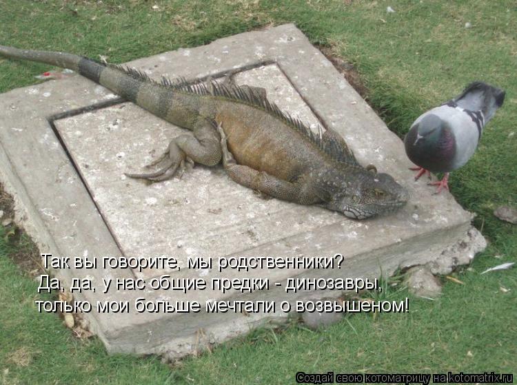 Так вы говорите, мы родственники? Да, да, у нас общие предки - динозавры, только мои больше мечтали ... Котоматрица: Так вы говорите, мы родственники? Да, да, у нас общие предки - динозавры, только мои больше мечтали о возвышеном!
