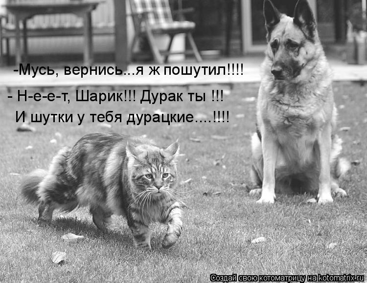 -Мусь, вернись...я ж пошутил!!!! - Н-е-е-т, Шарик!!! Дурак ты !!! И шутки у тебя дурацкие....!!!!... Котоматрица: -Мусь, вернись...я ж пошутил!!!! - Н-е-е-т, Шарик!!! Дурак ты !!! И шутки у тебя дурацкие....!!!!