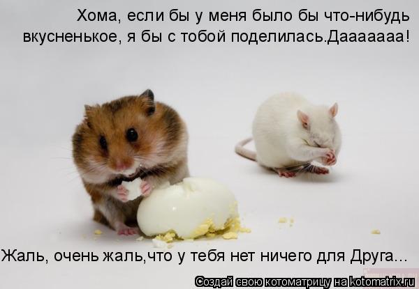 Котоматрица: Хома, если бы у меня было бы что-нибудь  вкусненькое, я бы с тобой поделилась.Дааааааа! Жаль, очень жаль,что у тебя нет ничего для Друга...