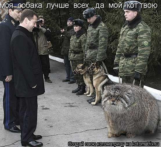 моя собака лучше всех...да мой кот твою ...... Котоматрица: моя собака лучше всех...да мой кот твою ...