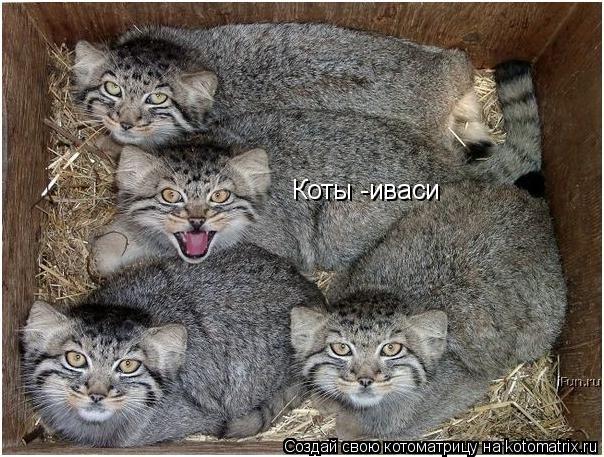 Коты -иваси... Котоматрица: Коты -иваси