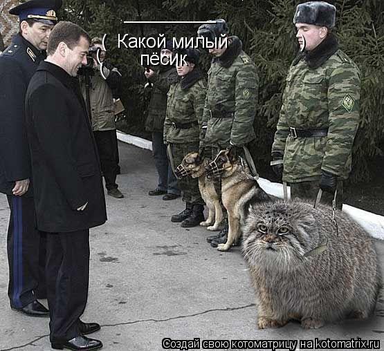 _________ ( Какой милый ) пёсик ( (... Котоматрица: _________ ( Какой милый ) пёсик ( (