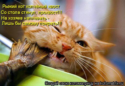 Рыжий кот копчёный хвост Со стола стянул, прохвост!!! На хозяев наплевать - Лишь бы самому пожрать!!!... Котоматрица: Рыжий кот копчёный хвост Со стола стянул, прохвост!!! На хозяев наплевать - Лишь бы самому пожрать!!!