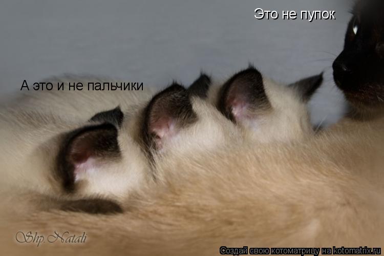 Это не пупок А это и не пальчики... Котоматрица: Это не пупок А это и не пальчики