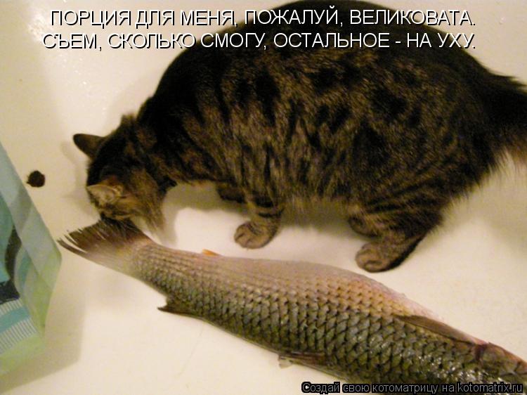 ПОРЦИЯ ДЛЯ МЕНЯ, ПОЖАЛУЙ, ВЕЛИКОВАТА. СЪЕМ, СКОЛЬКО СМОГУ, ОСТАЛЬНОЕ - НА УХУ.... Котоматрица: ПОРЦИЯ ДЛЯ МЕНЯ, ПОЖАЛУЙ, ВЕЛИКОВАТА. СЪЕМ, СКОЛЬКО СМОГУ, ОСТАЛЬНОЕ - НА УХУ.