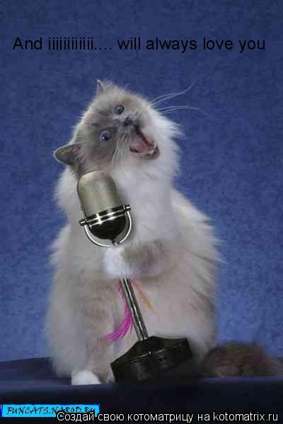 Котоматрица: And iiiiiiiiiiii.... will always love you