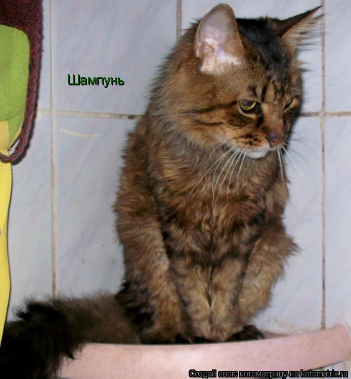 Шампунь... Котоматрица: Шампунь