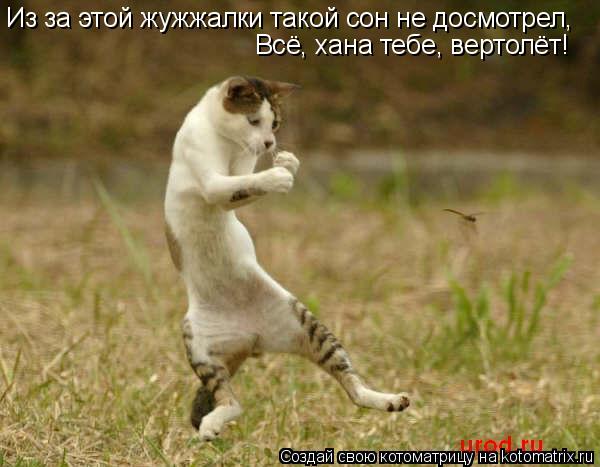 Из за этой жужжалки такой сон не досмотрел, Всё, хана тебе, вертолёт!... Котоматрица: Из за этой жужжалки такой сон не досмотрел, Всё, хана тебе, вертолёт!