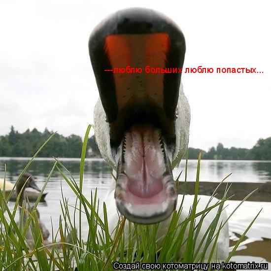 ---люблю больших люблю попастых...... Котоматрица: ---люблю больших люблю попастых...