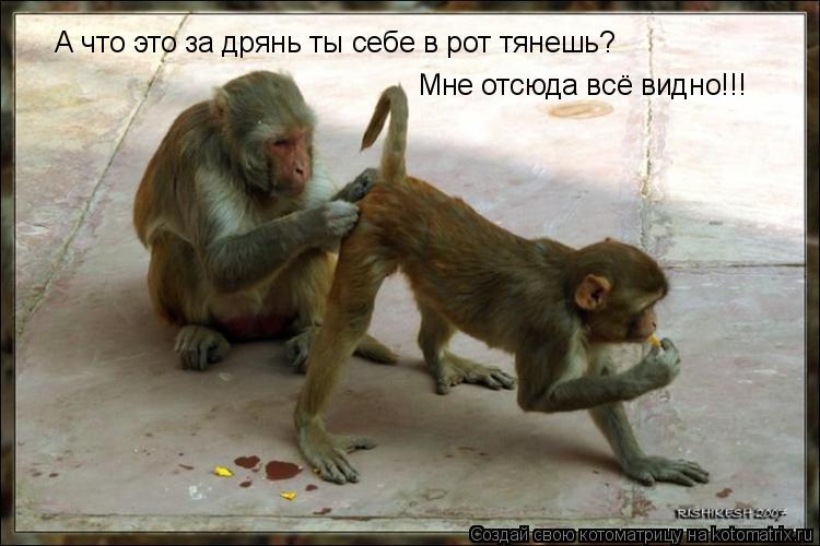 А что это за дрянь ты себе в рот тянешь? Мне отсюда всё видно!!!... Котоматрица: А что это за дрянь ты себе в рот тянешь? Мне отсюда всё видно!!!