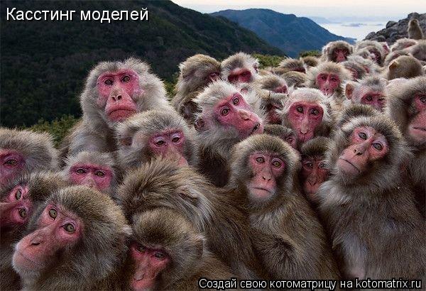 Касстинг моделей... Котоматрица: Касстинг моделей
