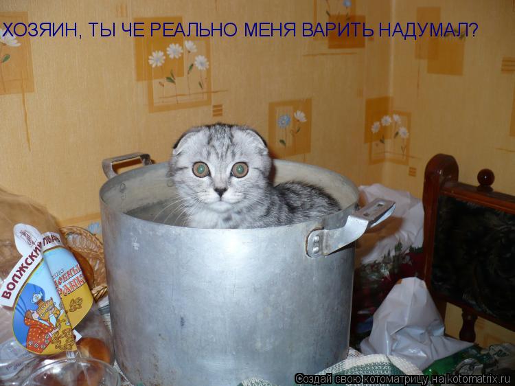 ХОЗЯИН, ТЫ ЧЕ РЕАЛЬНО МЕНЯ ВАРИТЬ НАДУМАЛ?... Котоматрица: ХОЗЯИН, ТЫ ЧЕ РЕАЛЬНО МЕНЯ ВАРИТЬ НАДУМАЛ?