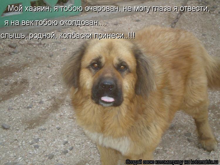 Мой хазяин, я тобою очарован, не могу глаза я отвести, я на век тобою околдо... Котоматрица: Мой хазяин, я тобою очарован, не могу глаза я отвести, я на век тобою околдован.... слышь, родной, колбаски принеси..!!!