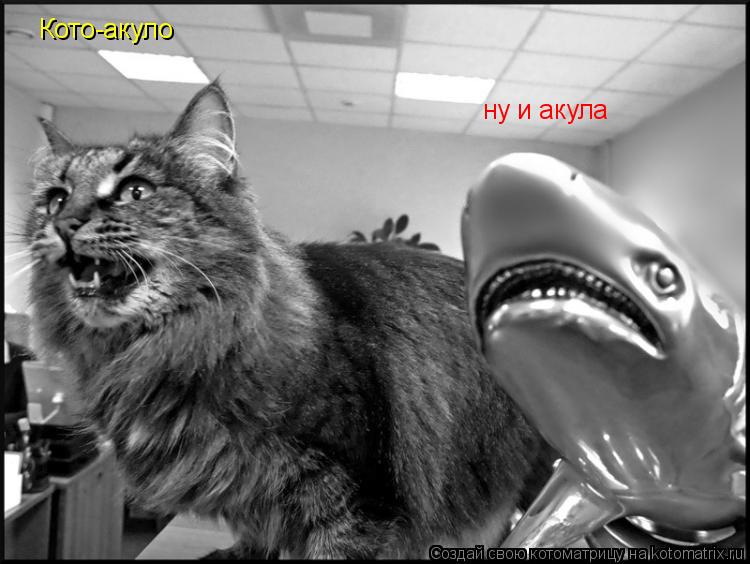 Кото-акуло ну и акула... Котоматрица: Кото-акуло ну и акула