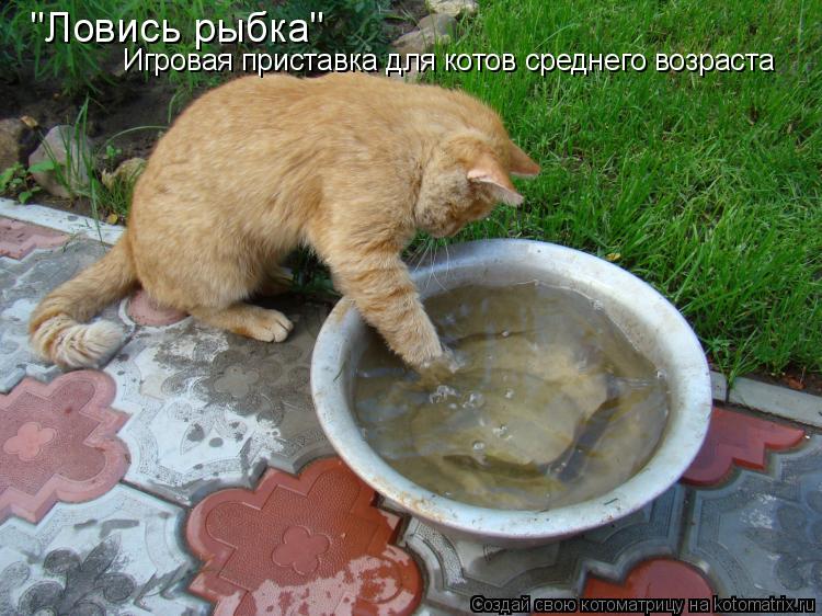 "Ловись рыбка" Игровая приставка для котов среднего возраста... Котоматрица: "Ловись рыбка" Игровая приставка для котов среднего возраста