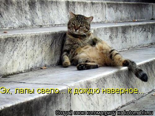 Эх, лапы свело... к дождю наверное...... Котоматрица: Эх, лапы свело... к дождю наверное...