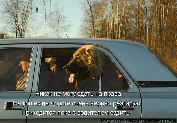 Никак не могу сдать на права. На кошек на дороге очень нервно реагирую! Приходится пока с водителем е... Котоматрица: Никак не могу сдать на права. На кошек на дороге очень нервно реагирую! Приходится пока с водителем ездить.