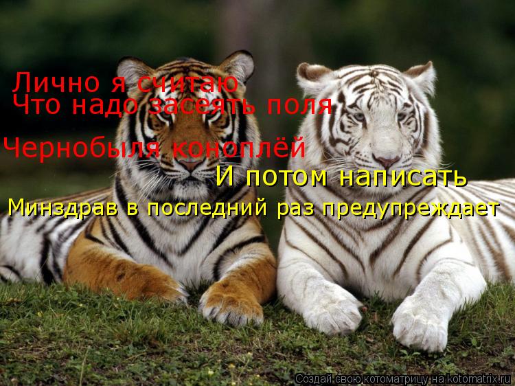 Лично я считаю Чернобыля коноплёй Что надо засеять поля И потом написать Минздрав в последний раз пр... Котоматрица: Лично я считаю Чернобыля коноплёй Что надо засеять поля И потом написать Минздрав в последний раз предупреждает