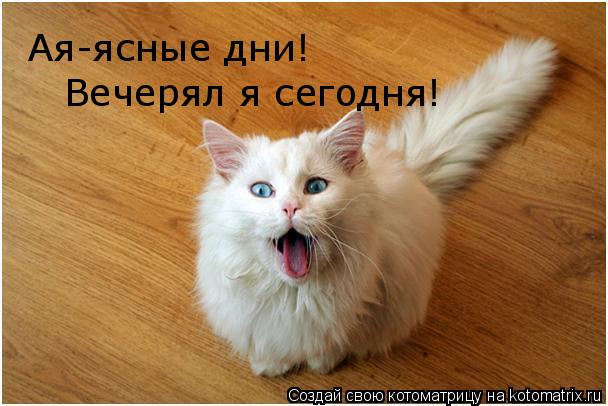 Ая-ясные дни! Вечерял я сегодня!... Котоматрица: Ая-ясные дни! Вечерял я сегодня!