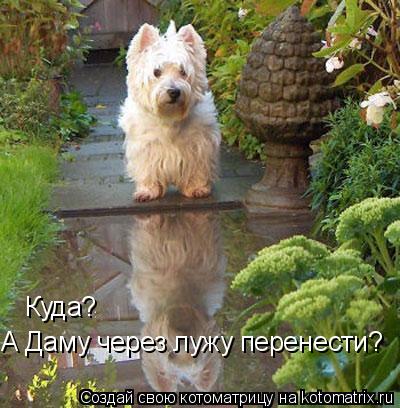 Куда? А Даму через лужу перенести?... Котоматрица: Куда? А Даму через лужу перенести?